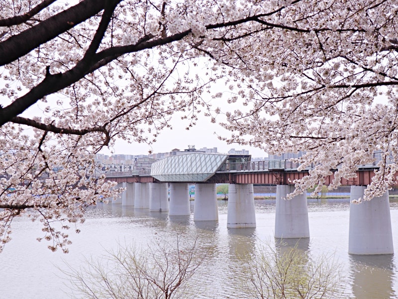 대구 벚꽃 숨은 명소 5곳｜수성못·앞산 말고 조용한 벚꽃 산책 코스 (2026)