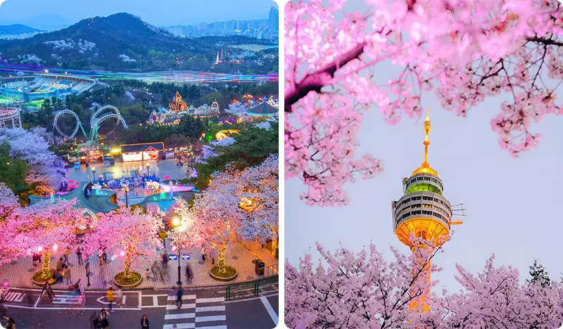 2026 3월 이월드 봄 벚꽃 축제｜야간 벚꽃 분위기, 놀이기구 대기시간, 주차 팁 정리
