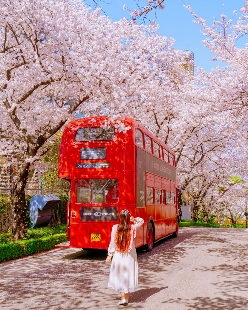 2026년 3월 대구 행사 축제 총정리｜데이트·아이와 가기 좋은 봄 나들이 코스