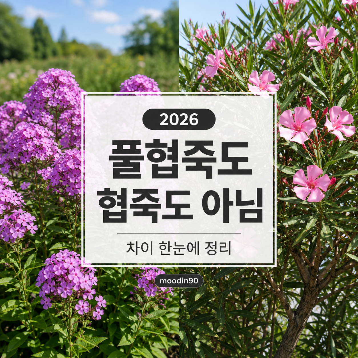 풀협죽도 협죽도 차이 2026｜독성 있을까, 만져도 괜찮을까 한번에 정리