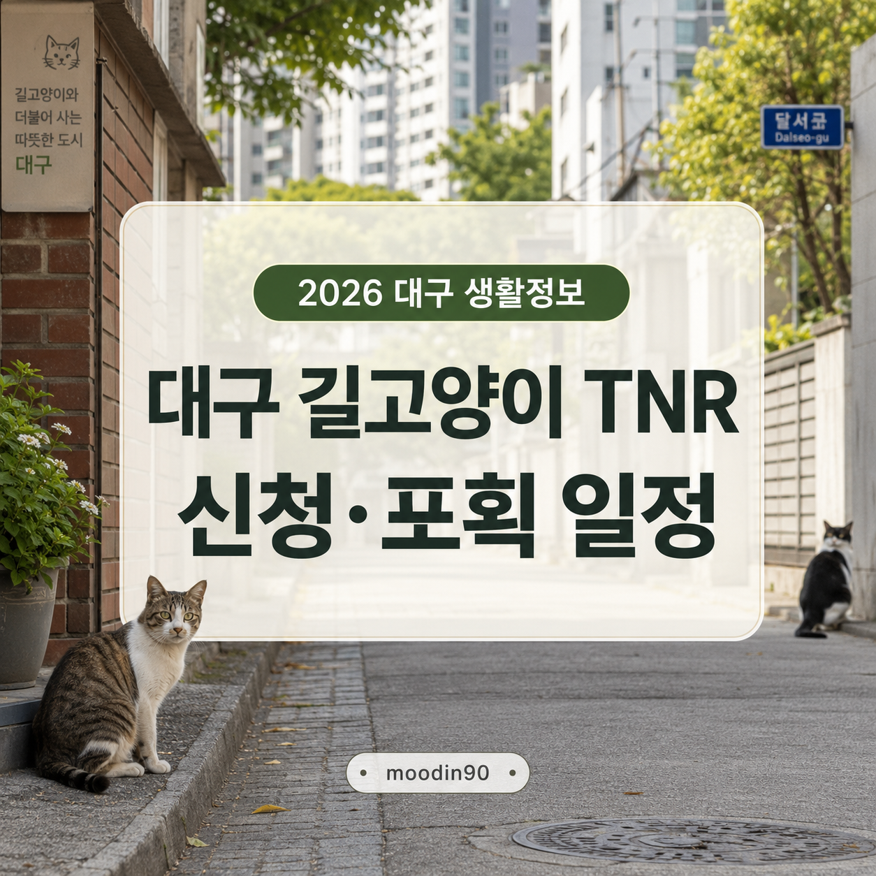 대구 길고양이 중성화 신청 2026｜TNR 접수·포획 일정