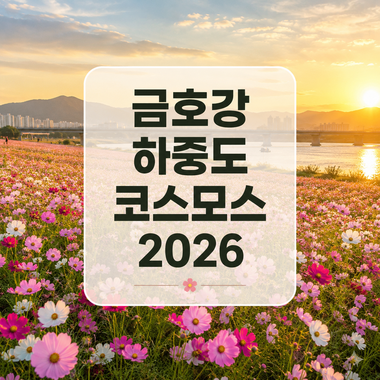 금호강 하중도 코스모스 2026｜개화시기·주차·사진 시간